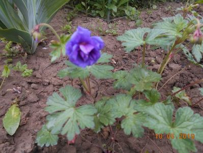 Geranium Himalayense Plenum