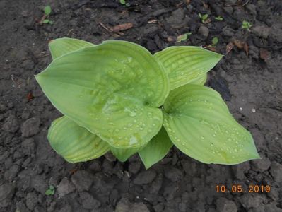 hosta Guacamole