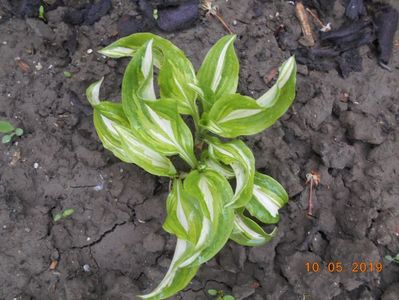 hosta Mediovariegata