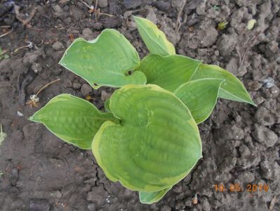 hosta Carnival