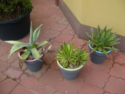 Agave chrysantha, Agave lophantha quadricolor, Agave horrida