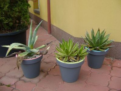 Agave chrysantha, Agave lophantha quadricolor, Agave horrida