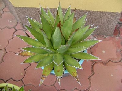 Agave horrida