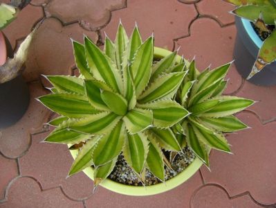 Agave lophantha quadricolor