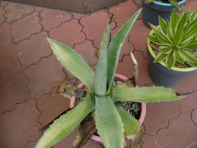 Agave chrysantha