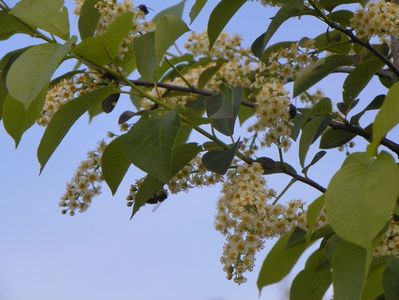 prunus virginiana Schubert