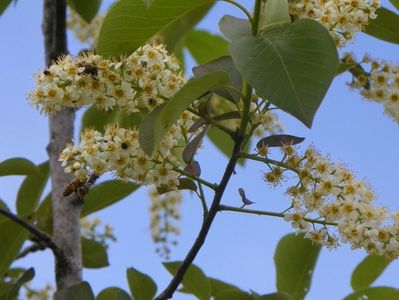 prunus virginiana Schubert