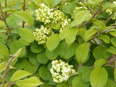 viburnum plic. Popcorn