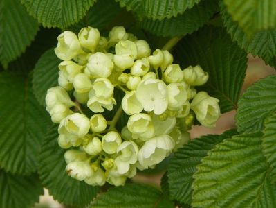 viburnum plic. Popcorn