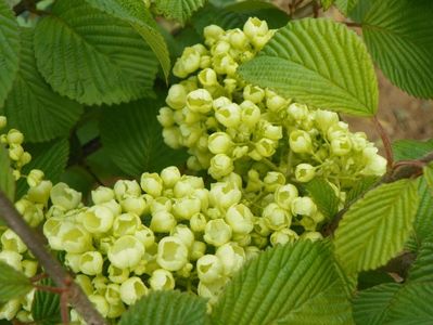 viburnum plic. Popcorn