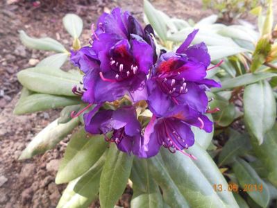 Rhododendron Polarnacht