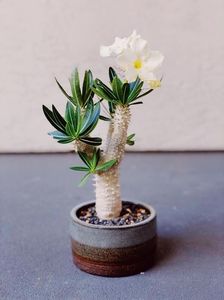 Pachypodium inopinatum