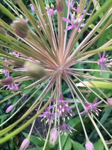 Allium schubertii