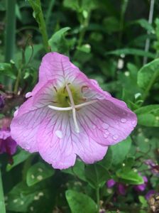 Luminița ( Oenothera )