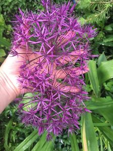 Allium