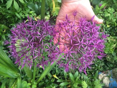 Allium