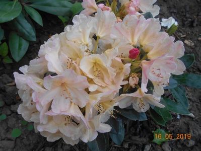 Rhodo Percy Wiseman