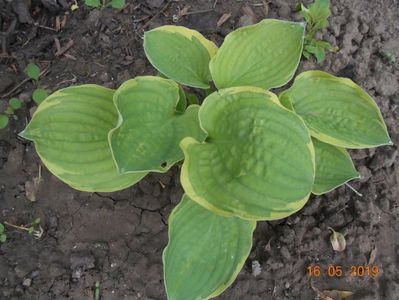 Hosta Carnival