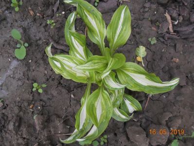 Hosta Mediovariegata