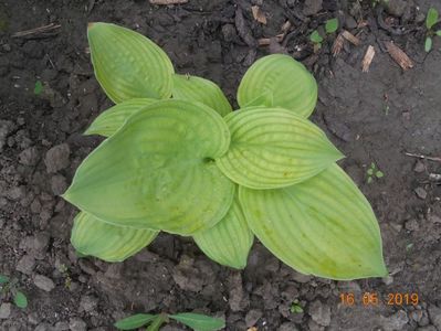 Hosta Guacamole