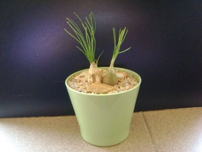 Albuca cv Augrabies Hills (Polyphylla)