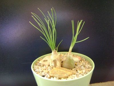 Albuca cv Augrabies Hills (Polyphylla)