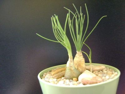 Albuca cv Augrabies Hills (Polyphylla)