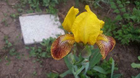 Iris mediu