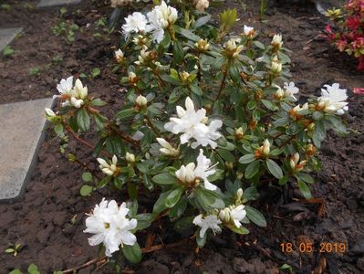 azalea Adonis