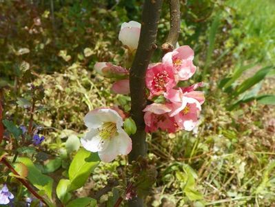 chaenomeles Toyo Nishiki