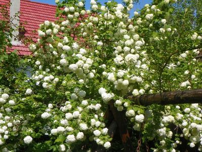 viburnum opulus Roseum