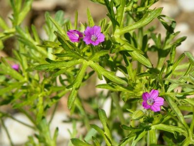 geranium dissectum - spontan