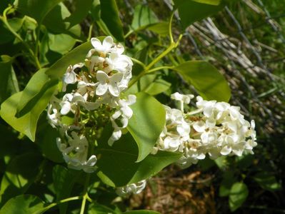 syringa Primrose