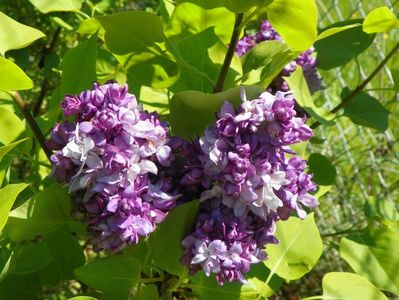 syringa Taras Bulba