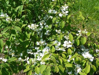 viburnum tomentosum