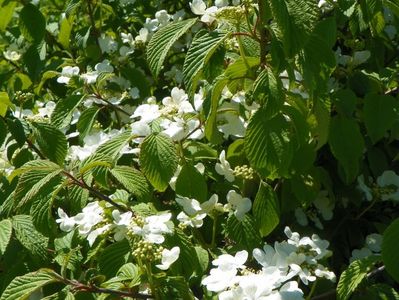 viburnum tomentosum