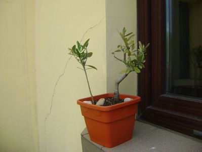 2 Maslini (Olea europaea); replantate in 19 mai 2019
