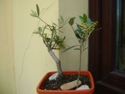 2 Maslini (Olea europaea); replantate in 19 mai 2019
