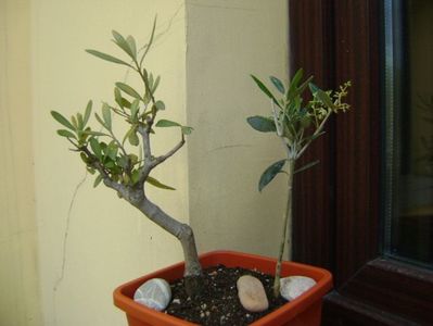 2 Maslini (Olea europaea); replantate in 19 mai 2019
