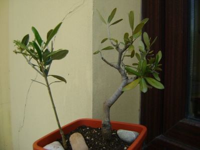 2 Maslini (Olea europaea); replantate in 19 mai 2019
