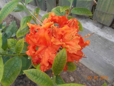 Azalea Gibraltar