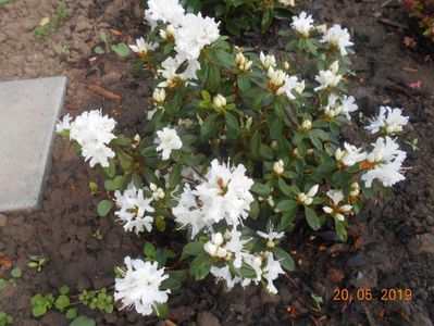 Azalea Adonis