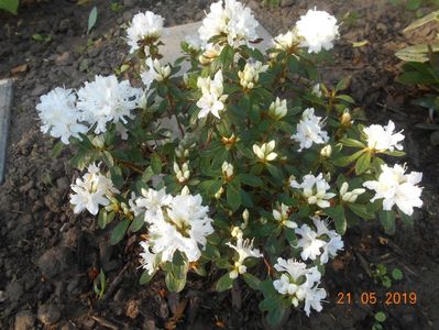 Azalea Adonis