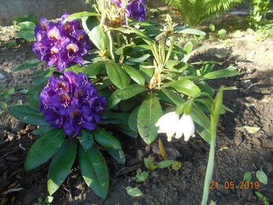 Rhododendron Polarnacht