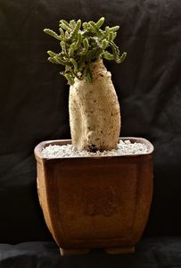 Euphorbia stellata