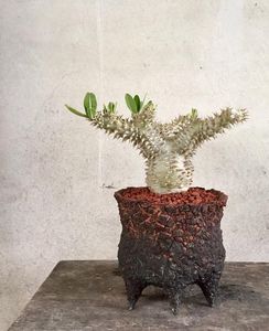 Pachypodium brevicaule × densiflorum