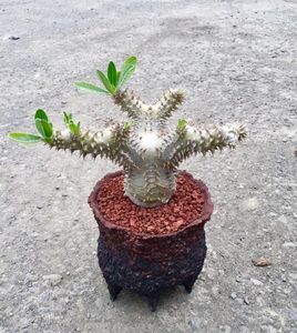 Pachypodium brevicaule × densiflorum