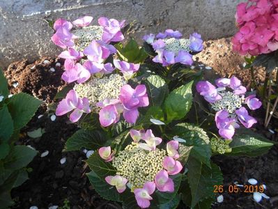 hortensia Nizza