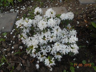 azalea Adonis