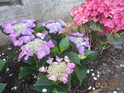 Hortensia Nizza